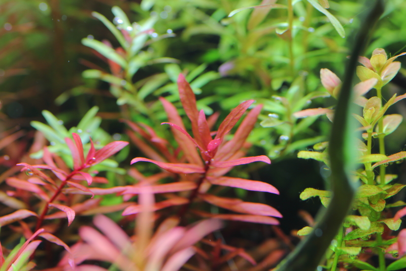 植栽から150日目